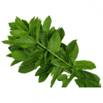 leafygreen2