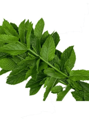 leafygreen2