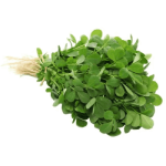 leafygreen4