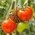 Vegetable2
