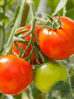 Vegetable2